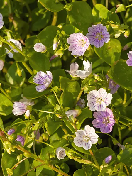 425040 - Siberian spring beauty (Claytonia sibirica syn. Montia sibirica)