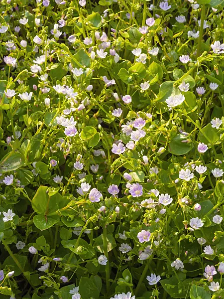 425044 - Siberian spring beauty (Claytonia sibirica syn. Montia sibirica)