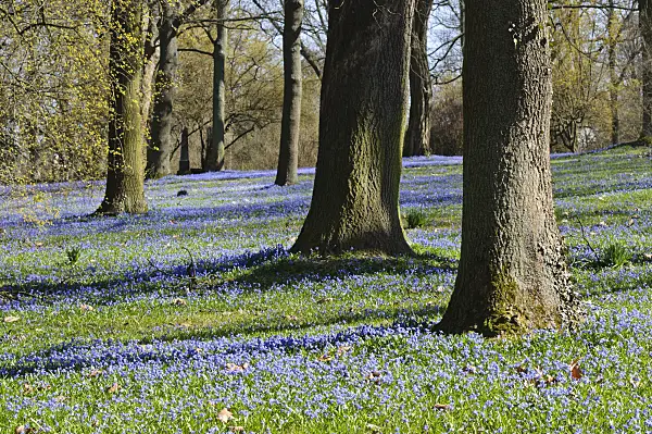 470075 - Siberian squill (Scilla siberica)