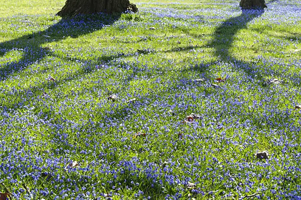470076 - Siberian squill (Scilla siberica)