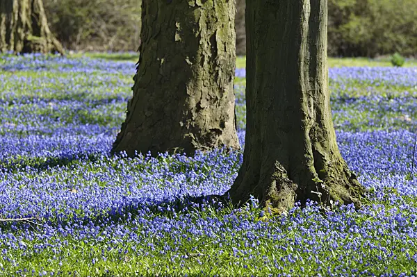 470077 - Siberian squill (Scilla siberica)