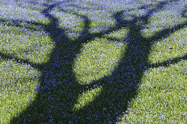 470078 - Siberian squill (Scilla siberica)