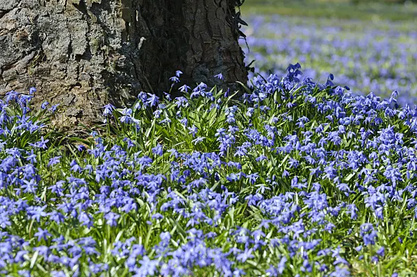 470081 - Siberian squill (Scilla siberica)