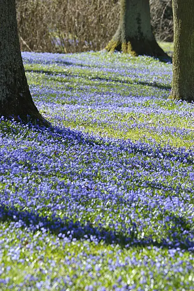 470082 - Siberian squill (Scilla siberica)