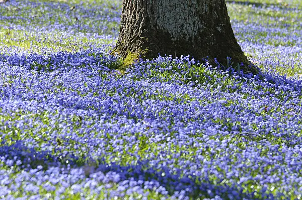 470083 - Siberian squill (Scilla siberica)