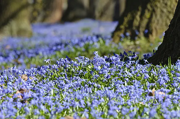 470084 - Siberian squill (Scilla siberica)