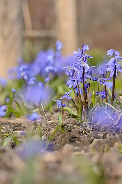 519028 - Siberian squill (Scilla siberica)