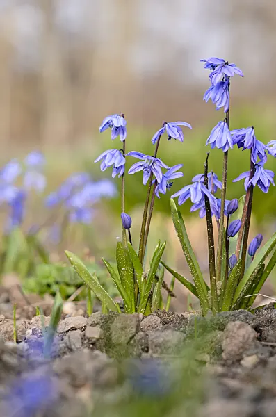 519029 - Siberian squill (Scilla siberica)