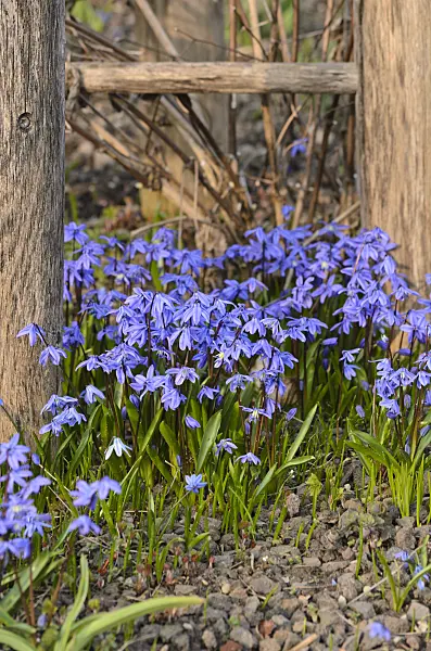 519030 - Siberian squill (Scilla siberica)