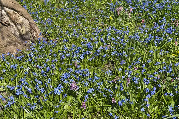 570008 - Siberian squill (Scilla siberica)