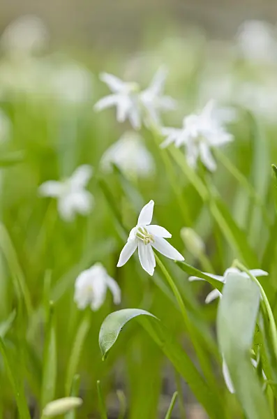 519041 - Siberian squill (Scilla siberica 'Alba')