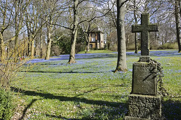 470079 - Siberian squill (Scilla siberica), Lindener Bergfriedhof, Hanover, Germany