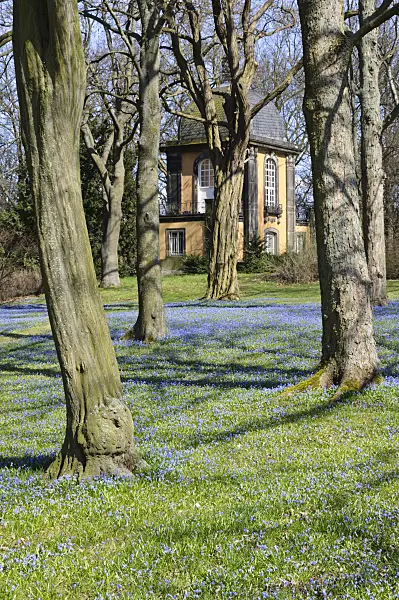 470080 - Siberian squill (Scilla siberica), Lindener Bergfriedhof, Hanover, Germany