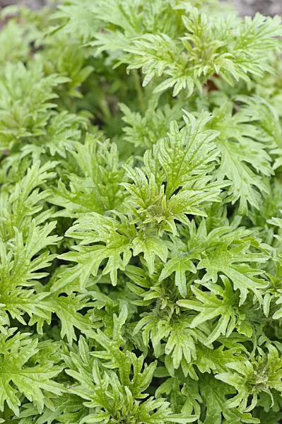 483166 - Siberian stinging nettle (Urtica cannabina)