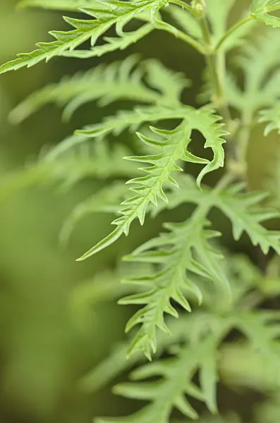 534455 - Siberian stinging nettle (Urtica cannabina)