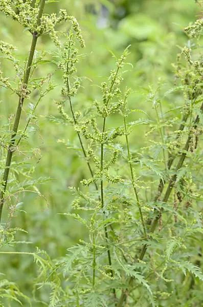 534456 - Siberian stinging nettle (Urtica cannabina)