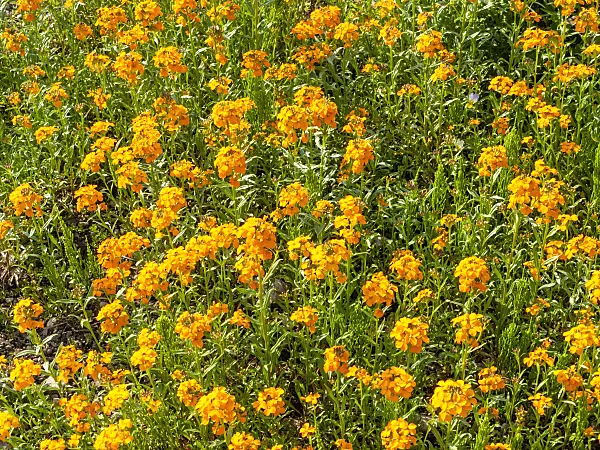 437276 - Siberian wallflower (Erysimum x allionii)