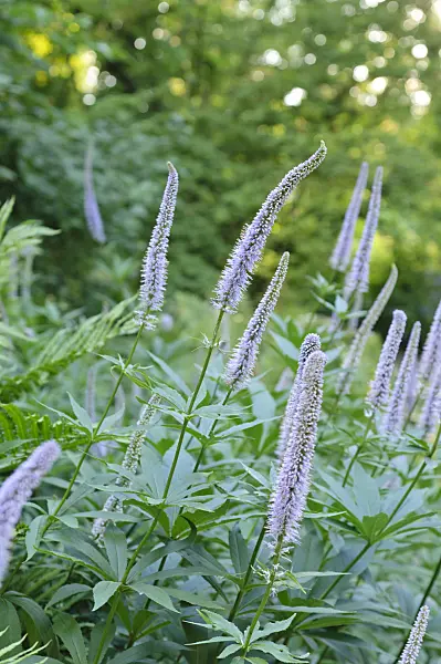 485146 - Sibirian speedwell (Veronicastrum sibiricum syn. Veronica sibirica)