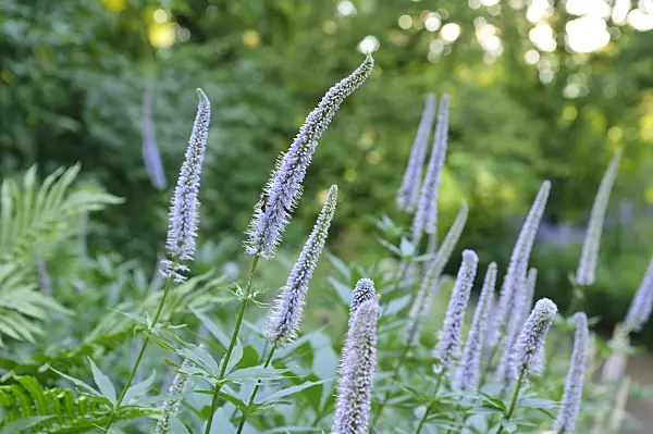 485147 - Sibirian speedwell (Veronicastrum sibiricum syn. Veronica sibirica)