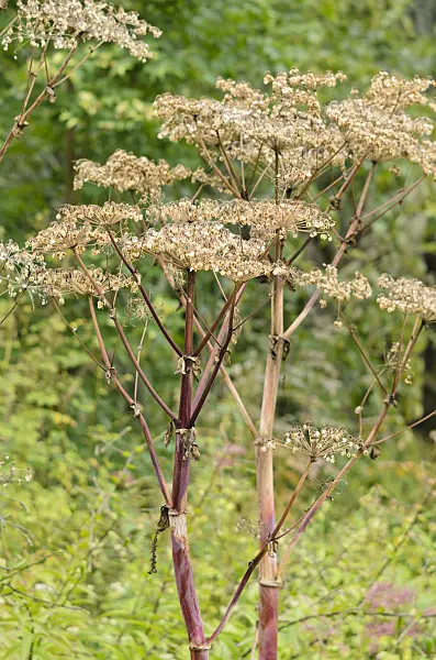 535099 - Sibirische Engelwurz (Angelica dahurica)