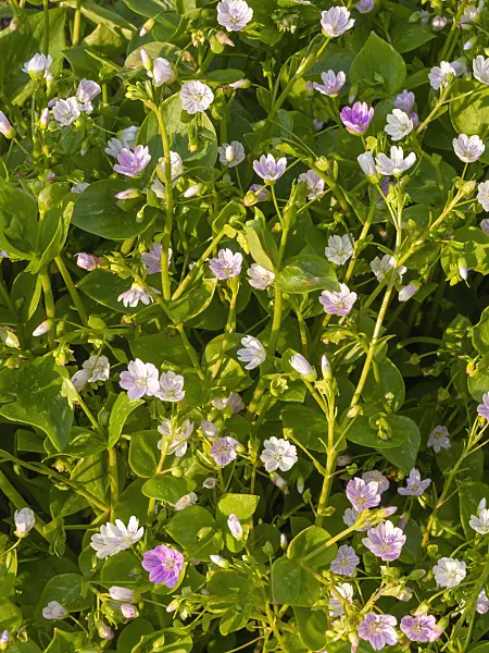 425041 - Sibirisches Tellerkraut (Claytonia sibirica syn. Montia sibirica)