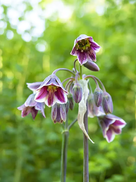 438167 - Sicilian honey lily (Allium siculum syn. Nectaroscordum siculum subsp. bulgaricum)