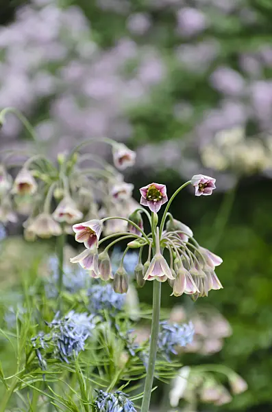 508130 - Sicilian honey lily (Allium siculum syn. Nectaroscordum siculum subsp. bulgaricum)