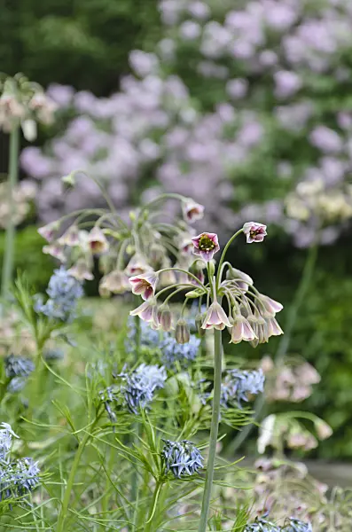 508131 - Sicilian honey lily (Allium siculum syn. Nectaroscordum siculum subsp. bulgaricum)