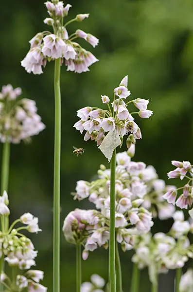 520474 - Sicilian honey lily (Allium siculum syn. Nectaroscordum siculum subsp. bulgaricum)