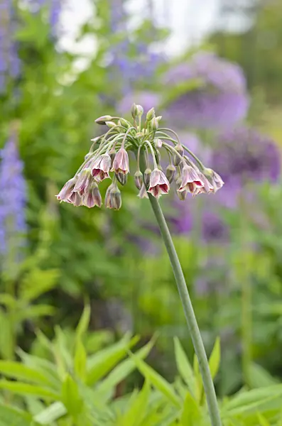 533356 - Sicilian honey lily (Allium siculum syn. Nectaroscordum siculum subsp. bulgaricum)
