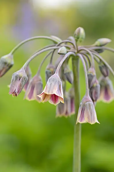 533358 - Sicilian honey lily (Allium siculum syn. Nectaroscordum siculum subsp. bulgaricum)