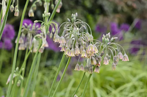 533479 - Sicilian honey lily (Allium siculum syn. Nectaroscordum siculum subsp. bulgaricum)