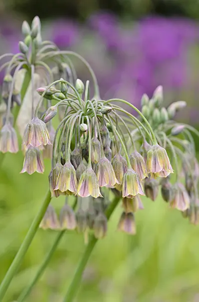 533480 - Sicilian honey lily (Allium siculum syn. Nectaroscordum siculum subsp. bulgaricum)