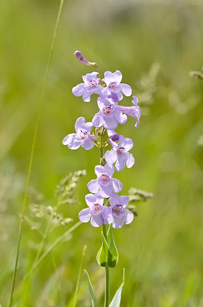 508379 - Sidebells penstemon (Penstemon secundiflorus)