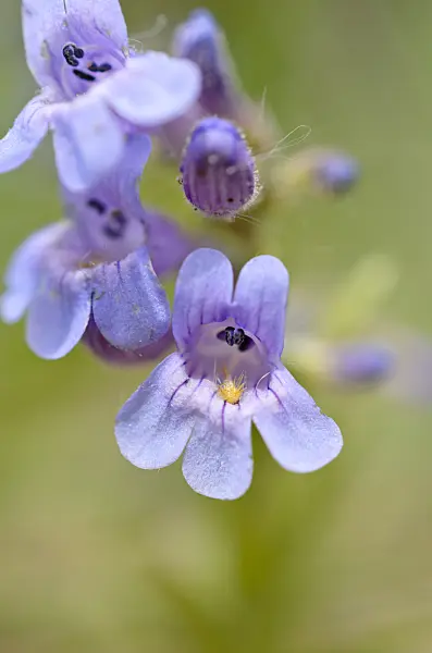 508397 - Sidebells penstemon (Penstemon secundiflorus)