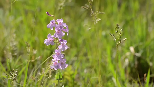 508468 - Sidebells penstemon (Penstemon secundiflorus)