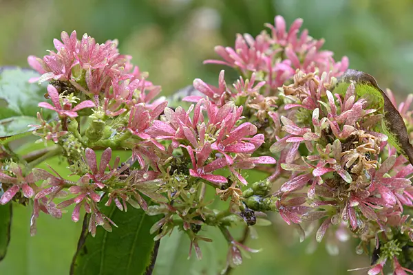 575117 - Sieben-Söhne-des-Himmels-Strauch (Heptacodium miconioides)