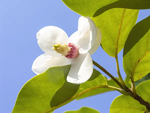 439109 - Siebold's magnolia (Magnolia sieboldii)
