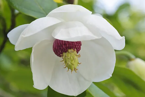 488161 - Siebold's magnolia (Magnolia sieboldii)