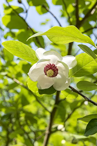 638163 - Siebold's magnolia (Magnolia sieboldii)