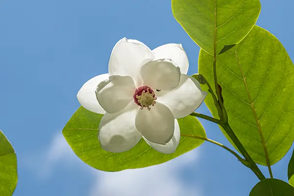 664249 - Siebold's magnolia (Magnolia sieboldii)
