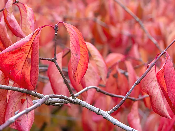 465111 - Siebold's spindle tree (Euonymus hamiltonianus subsp. sieboldiana)