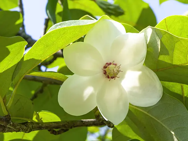 439108 - Siebolds Magnolie (Magnolia sieboldii)