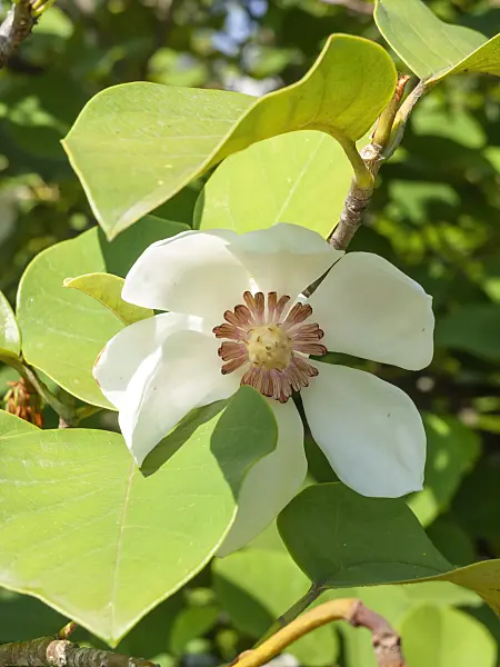 439111 - Siebolds Magnolie (Magnolia sieboldii)