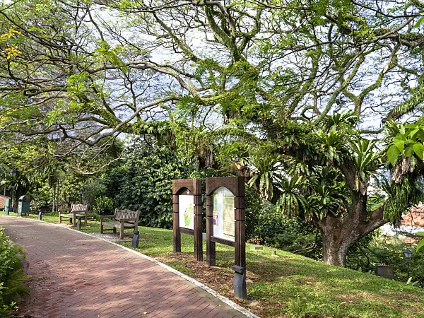 434170 - Signboards and bizarre tree, Fort Canning Park, Singapore