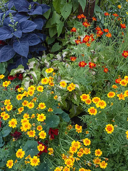 416049 - Signet marigold (Tagetes tenuifolia)