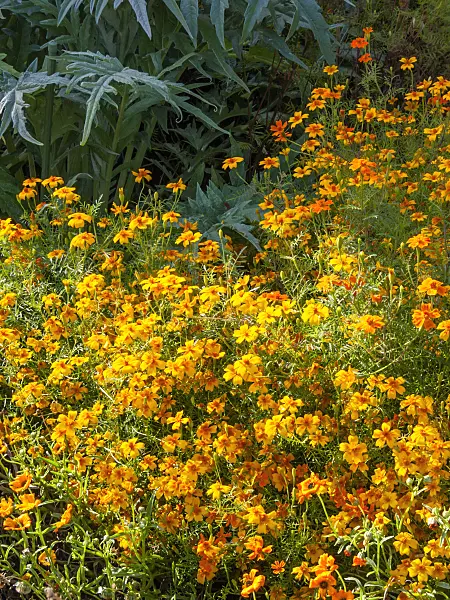 417038 - Signet marigold (Tagetes tenuifolia)
