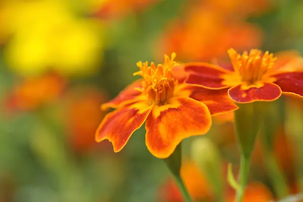 474383 - Signet marigold (Tagetes tenuifolia)