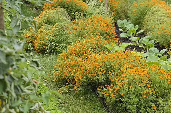 523055 - Signet marigold (Tagetes tenuifolia)