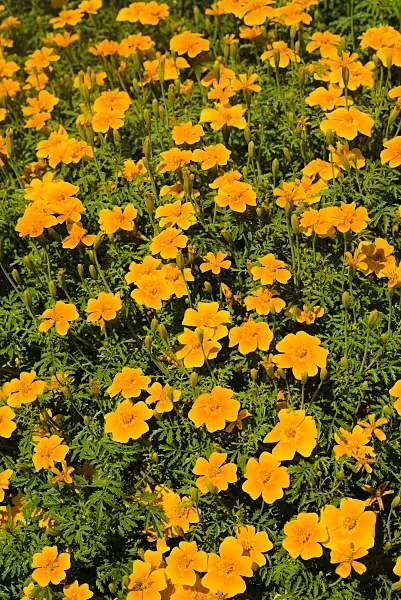 672042 - Signet marigold (Tagetes tenuifolia)